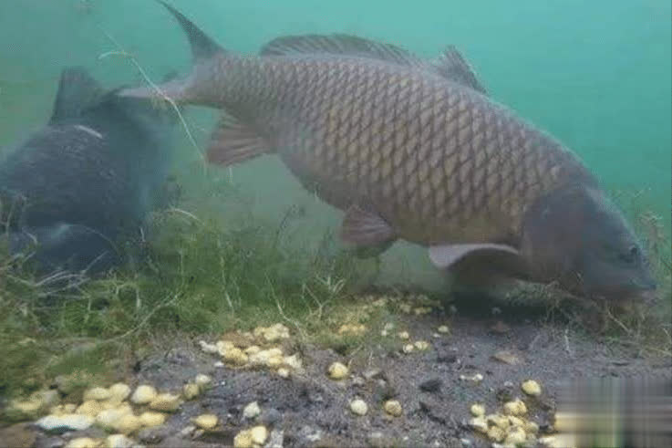 反观那些总, 吞咽饵料的 反观那些总, 吞咽饵料的